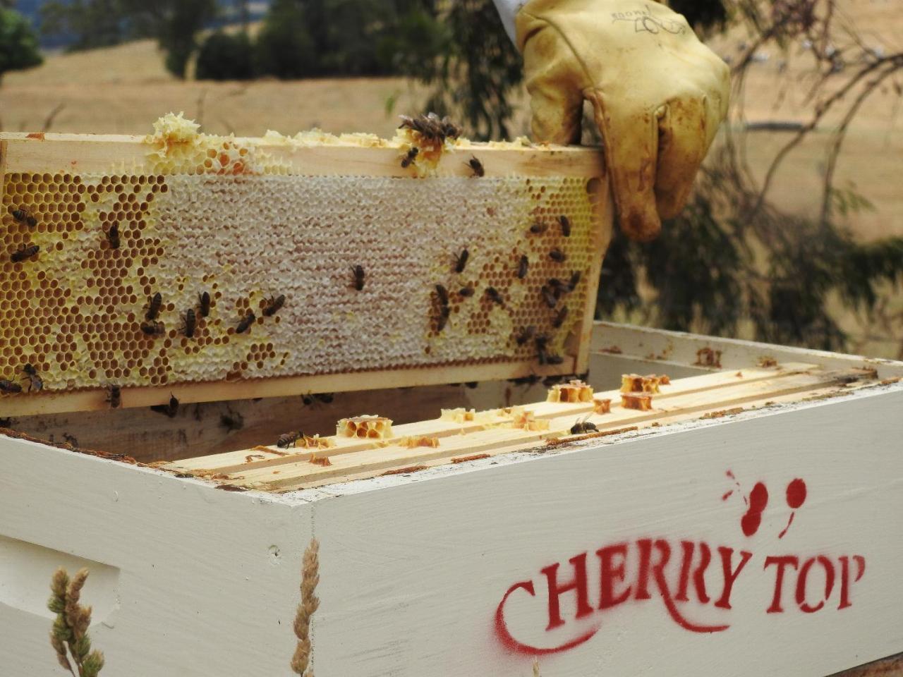 Lilydale Cherry Top Farmstay - Boutique Eco Village מראה חיצוני תמונה